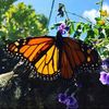 divinewildflower47