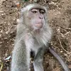 racha_cuca76