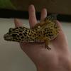 pepper_the_gecko