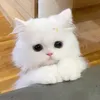 ebemituot444