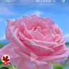 dyr57lcmvllb