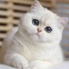 user6409maryamaspectacle