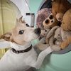 Animallover_aiu