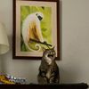 raisinstheshowercat