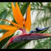 birdsof_paradise