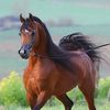 hisexcellency_70