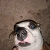 nuts_treats