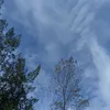 cimol77_