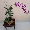 trnkimdung65