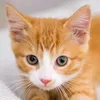tip_cat_789