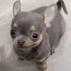 truonggmail.com
