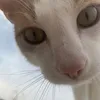 ilgattozen