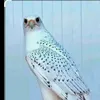 majeeepqxu4