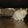 white_cattop