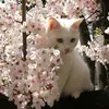 love.kotiki1