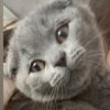 iusufaylin4