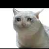 kittyxplains