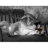 bulldog_plush_stories