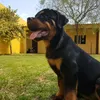 joaodiasferreira1979