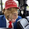 presidentpitbull411