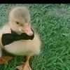 tarrrrregjfbvc