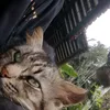 labalabahitam6