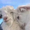 zanuu__6