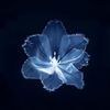 justababybornbluee
