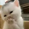 davee_nnn
