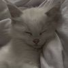 displehv2