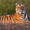 believethetiger