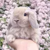 pinkyrabbit1