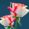 dy1pw4igbyr9