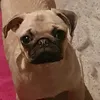 drmiliomosandr