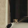 porsche_uk6