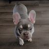 ace_the_frenchie28