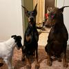 the_doberman_mafia