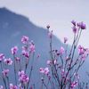 dawthuthu758