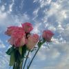 shahdabdelmonem04