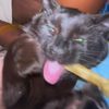 thespecialcatprt0