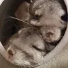laceyandlola2