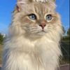 tiktok.comzenhom