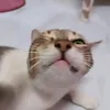 omkie.e