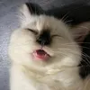 ny_f21