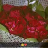 abbie_amm