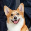 asol_welshcorgi