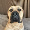 tjmastiff1