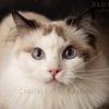 coastalkittiesragdolls