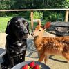 labradeer_adventures