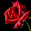 the.fearless.rose